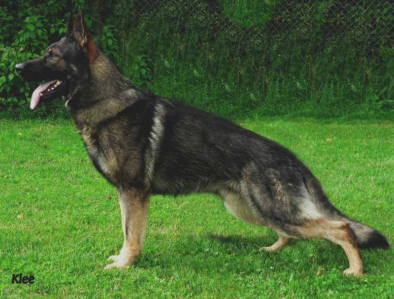 Benn von der kleinen Birke