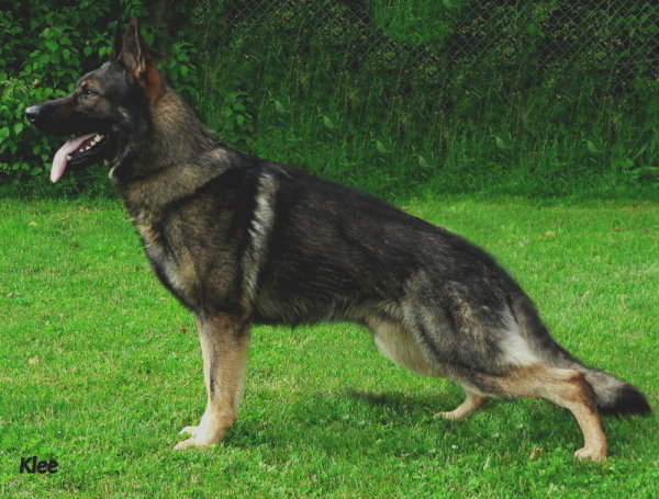 Benn von der kleinen Birke