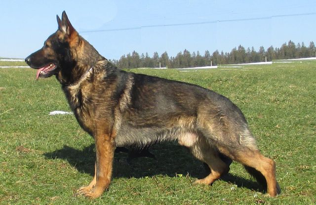 Malex vom Spektefeld